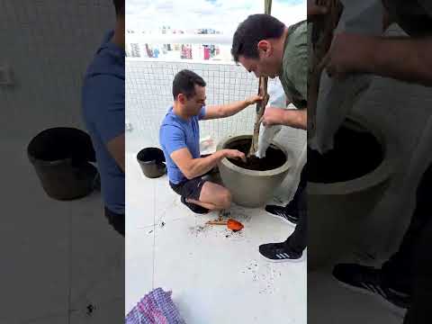 Plantei duas palmeiras no meu ap, no 25º andar.